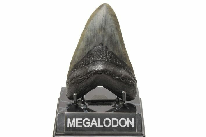 Fossil Megalodon Tooth - South Carolina #214712